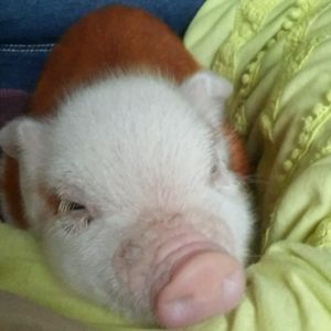 Meet your Posher, Kathy